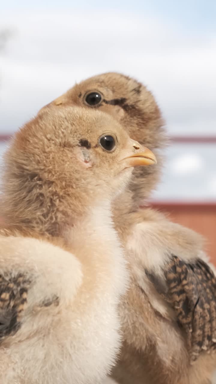Baby chickens chirping and looking around