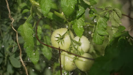 close up of unripe tomatoes being watered while still on the vine