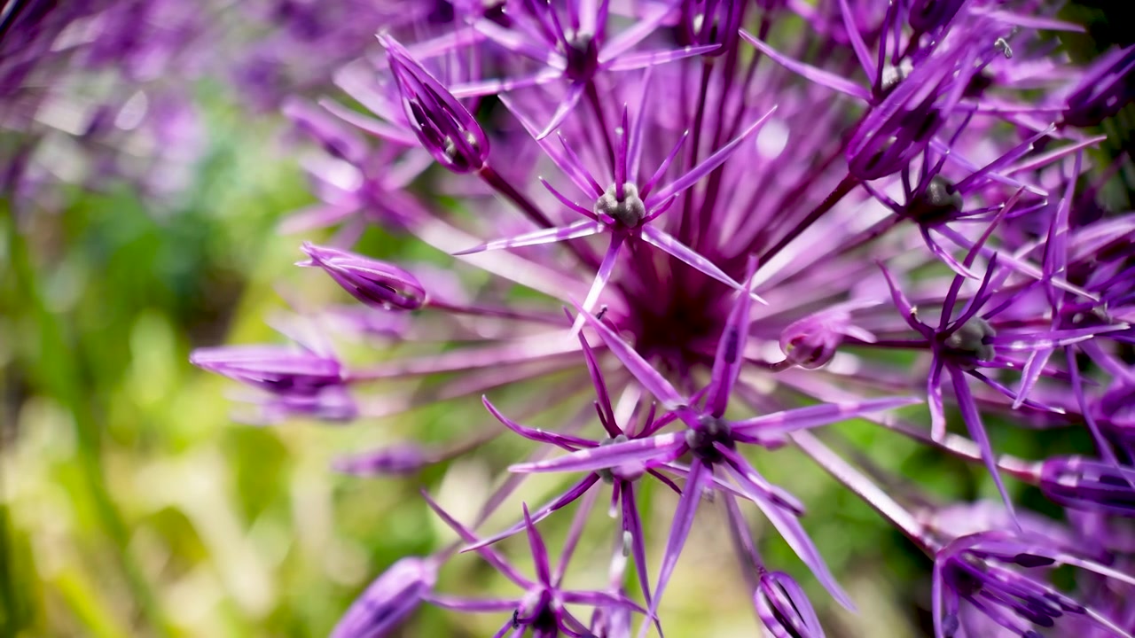 Fiore di allium viola che sboccia in un giardino mostrando petali intricati