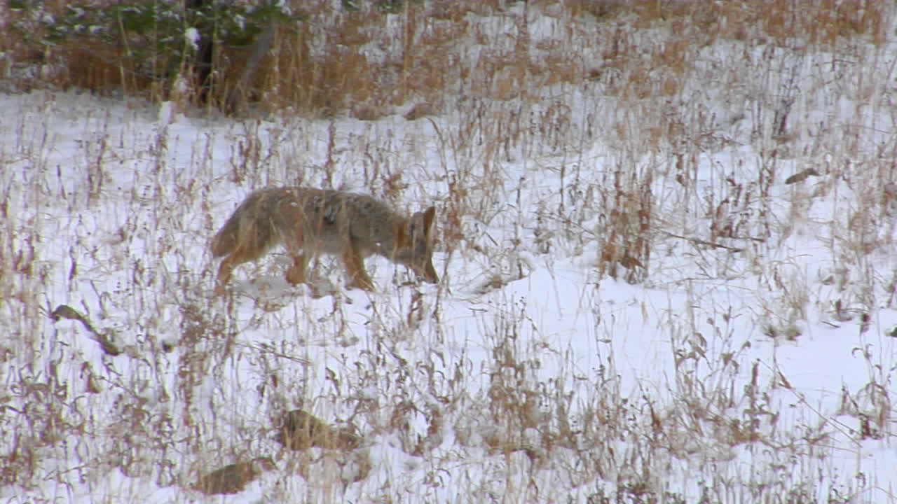 A Coyote Trots Through The Snowy Plains