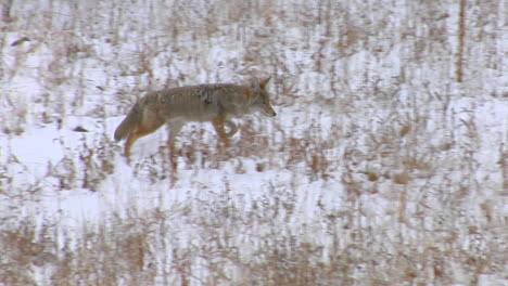 Un-Coyote-Trota-Por-Las-Llanuras-Nevadas