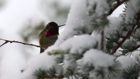 hummingbird changes color, flaps its wings and flies away