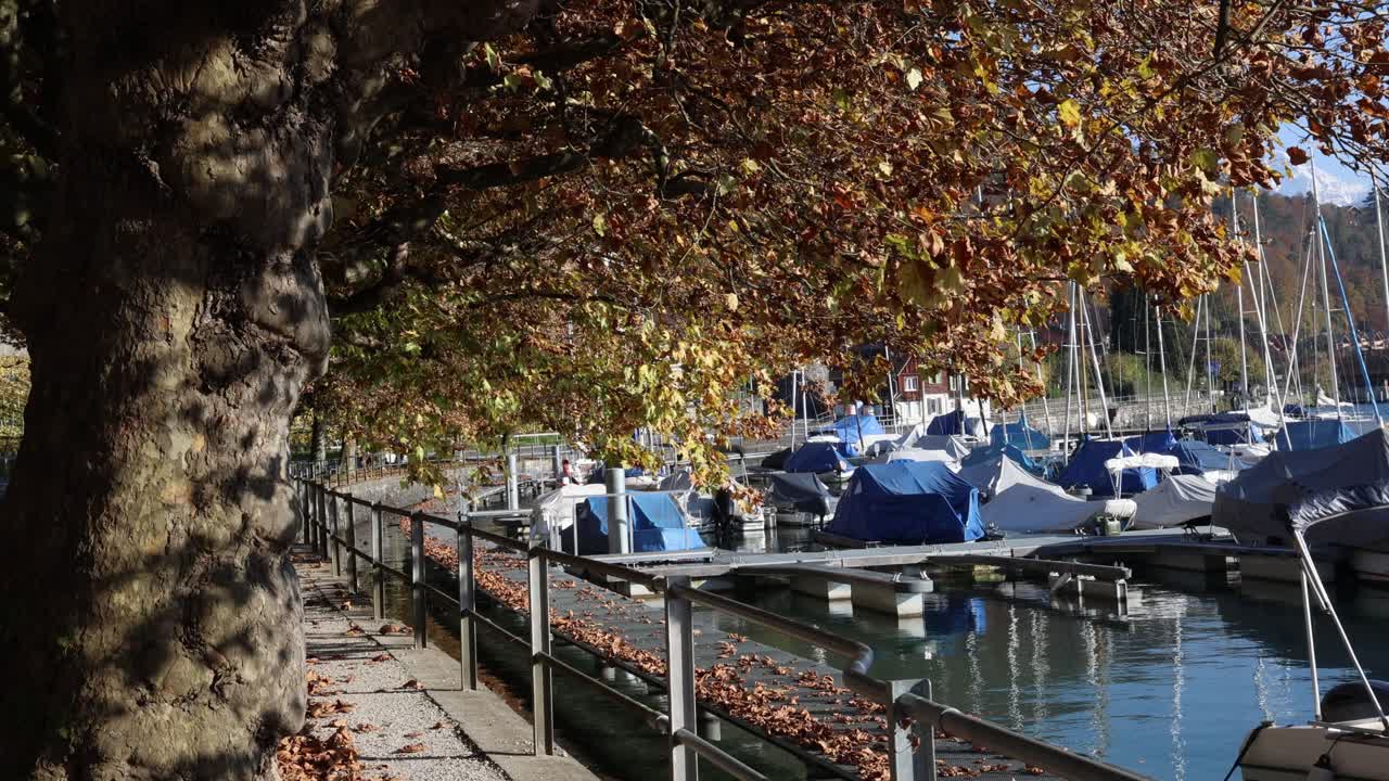 Boats in the marina with autumn golden trees, fall ambience