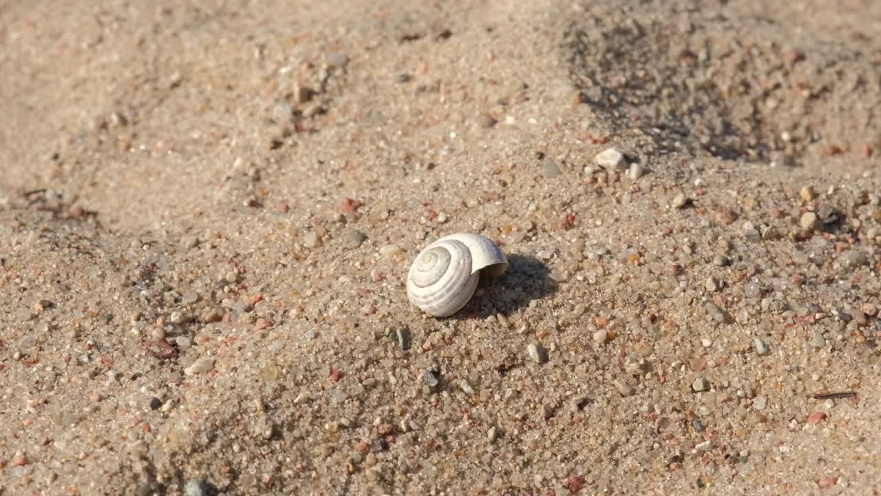 백인 소녀가 모래 해변에서 조개를 집어 들고 있다