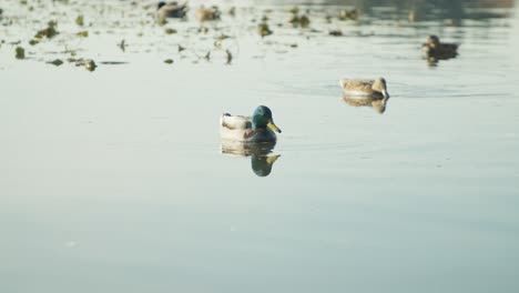 Acercamiento-De-Patos-Nadando-En-Un-Lago-En-Cámara-Lenta-De-4k