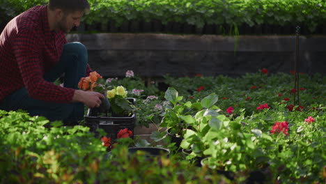 gardener planting decorative flower cuttings