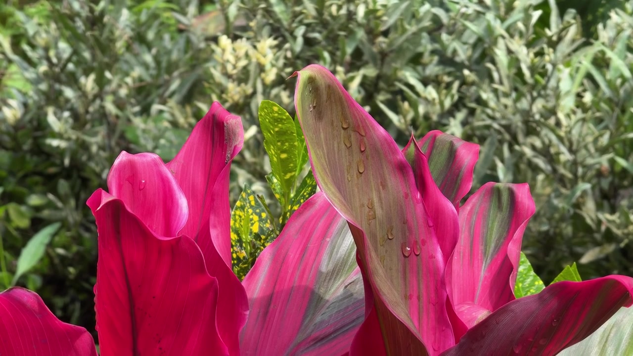 Foglie di Cordyline rosa vibrante con gocce di pioggia in un giardino
