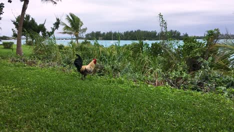 rooster walking on green grass with ocean and palm tree in background