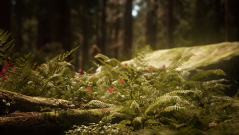 early morning sunlight in the sequoias of mariposa grove