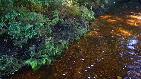 Die-Sanften,-Ruhigen-Dämpfe,-Die-Durch-Den-Knysna-Forest-Goudveld-abschnitt-Strömen