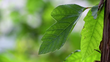 poison ivy toxicodendron radicans leaf up close. camera is static.