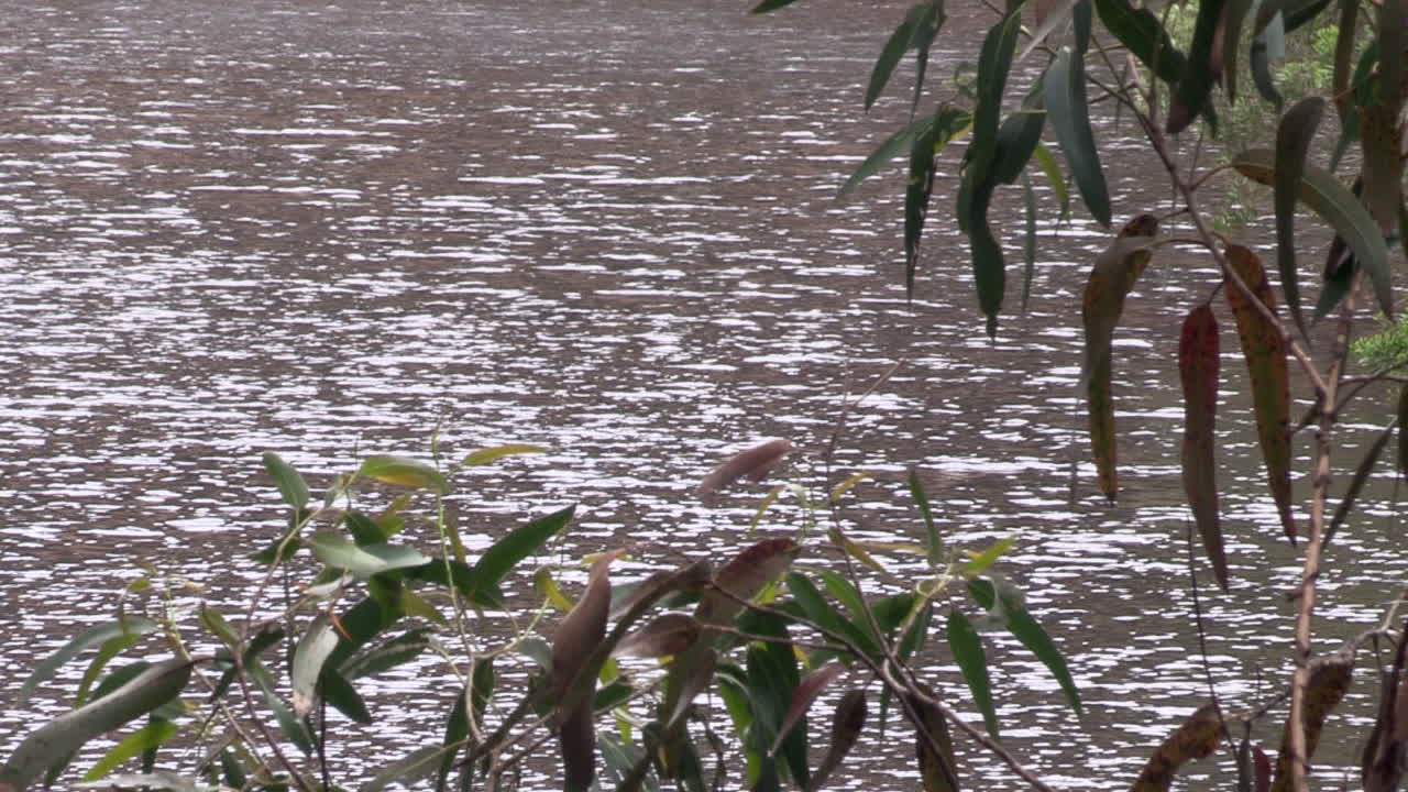 agua brillante de plata de un estanque vista a través de los árboles