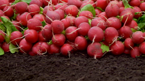 toma panorámica de muchos rábanos rojos cosechados que yacen en el suelo en un campo agrícola - prores 422