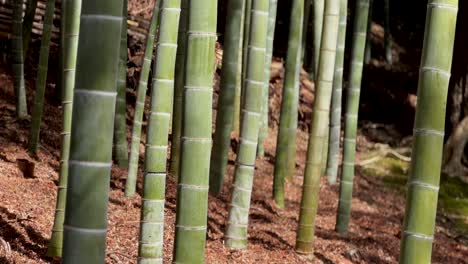 bambú de madera verde japonesa. toma un primer plano