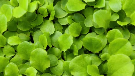 Plantas-En-Crecimiento-En-Timelapse-De-Primavera,-Germinación-De-Brotes-Planta-De-Ensalada-De-Berro-Recién-Nacido---Vista-Superior