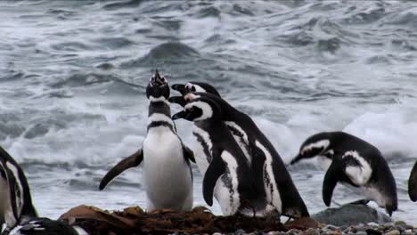 magellanic penguin mating call for a group of penguins by the sea in pinguinera seno otway in chile