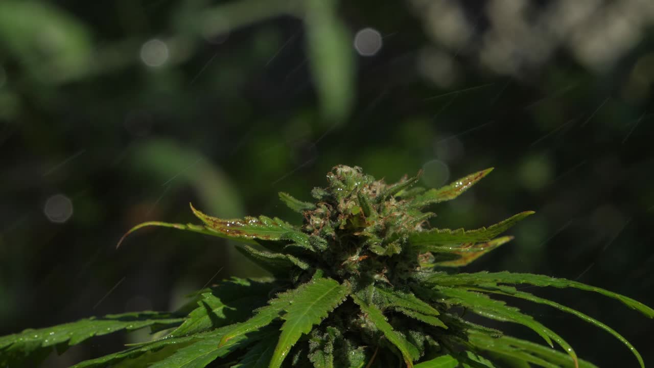 Pianta di cannabis irrigata al rallentatore