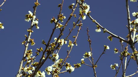 ramas de árboles con flores blancas de cerezo florecientes sobre fondo de cielo azul