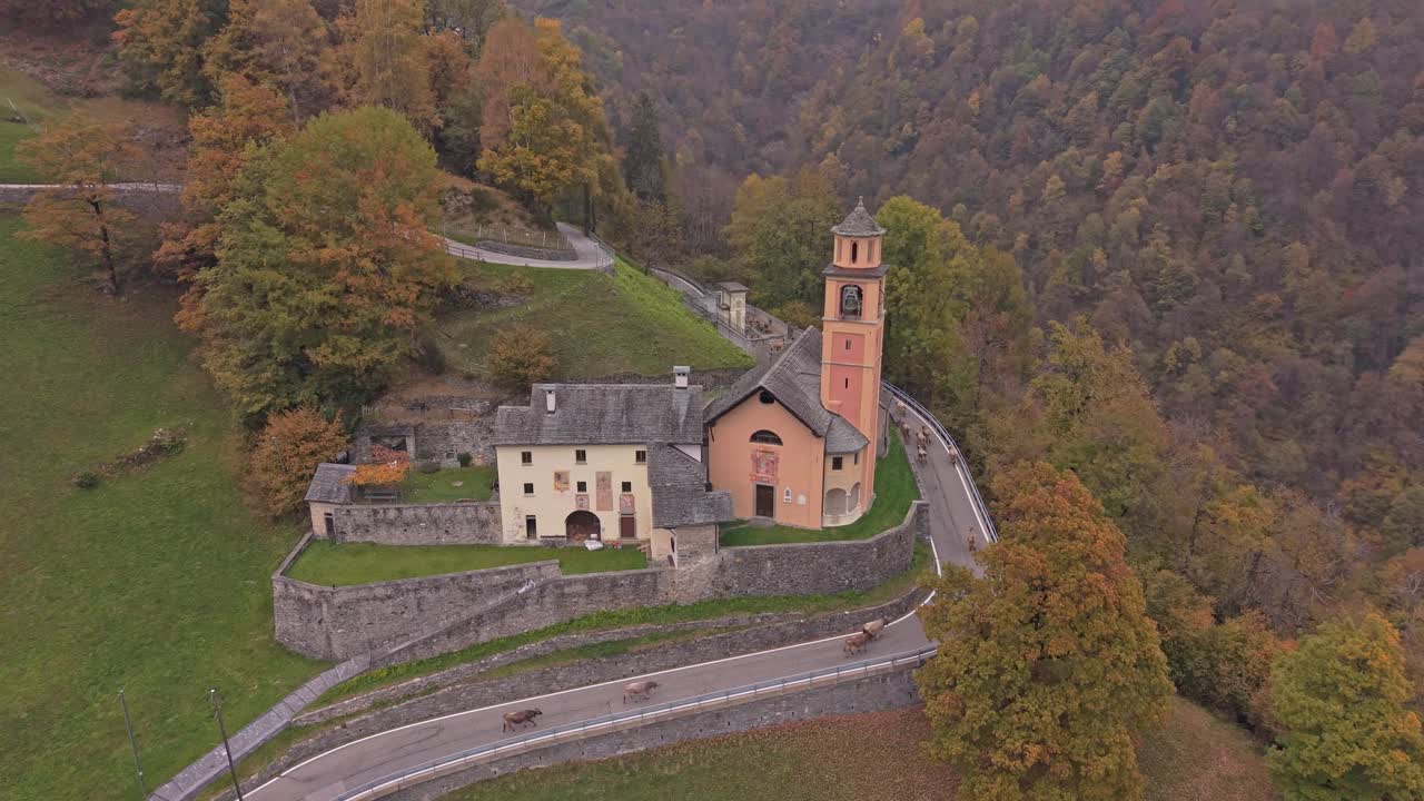 Vista aerea con drone di mucche che camminano su una strada rurale svizzera a Cerentino