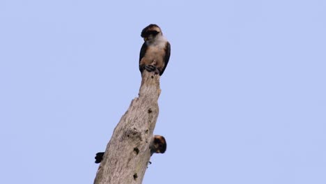 El-Falconet-De-Muslo-Negro-Es-Una-De-Las-Aves-Rapaces-Más-Pequeñas-Que-Se-Encuentran-En-Los-Bosques-De-Algunos-Países-De-Asia