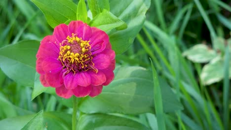 Primer-Plano-De-La-Elegante-Flor-De-Zinnia-Conocida-Como-Juventud-Y-Edad