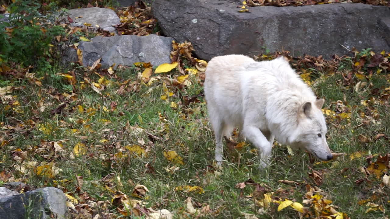 Southern Rocky Mountain Gray Wolf casually walks and sniff at ground