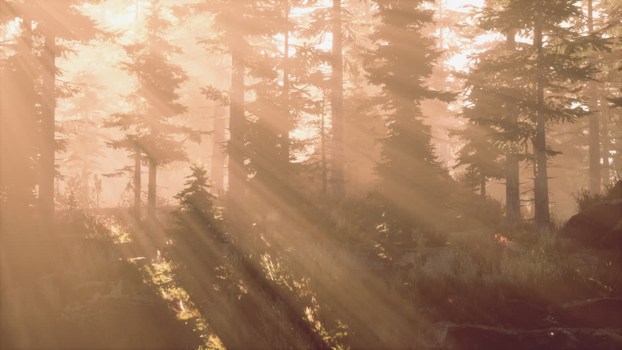 rayos de sol a través de un bosque de niebla