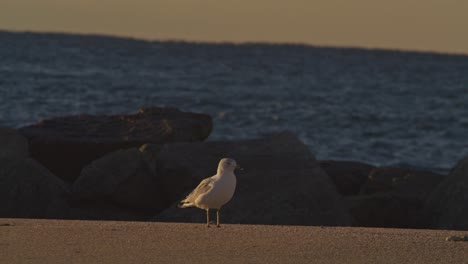 wide shot of bird walking at beach near rocks