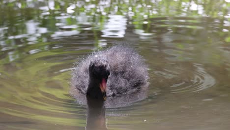 a young bird swims and explores a pond