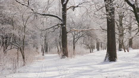 walk in the winter park first-person view 4k slow motion video