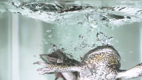 Ramped-slow-motion-bullfrog-splashing-into-water