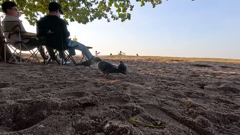 people sitting, pigeons walking on sandy beach