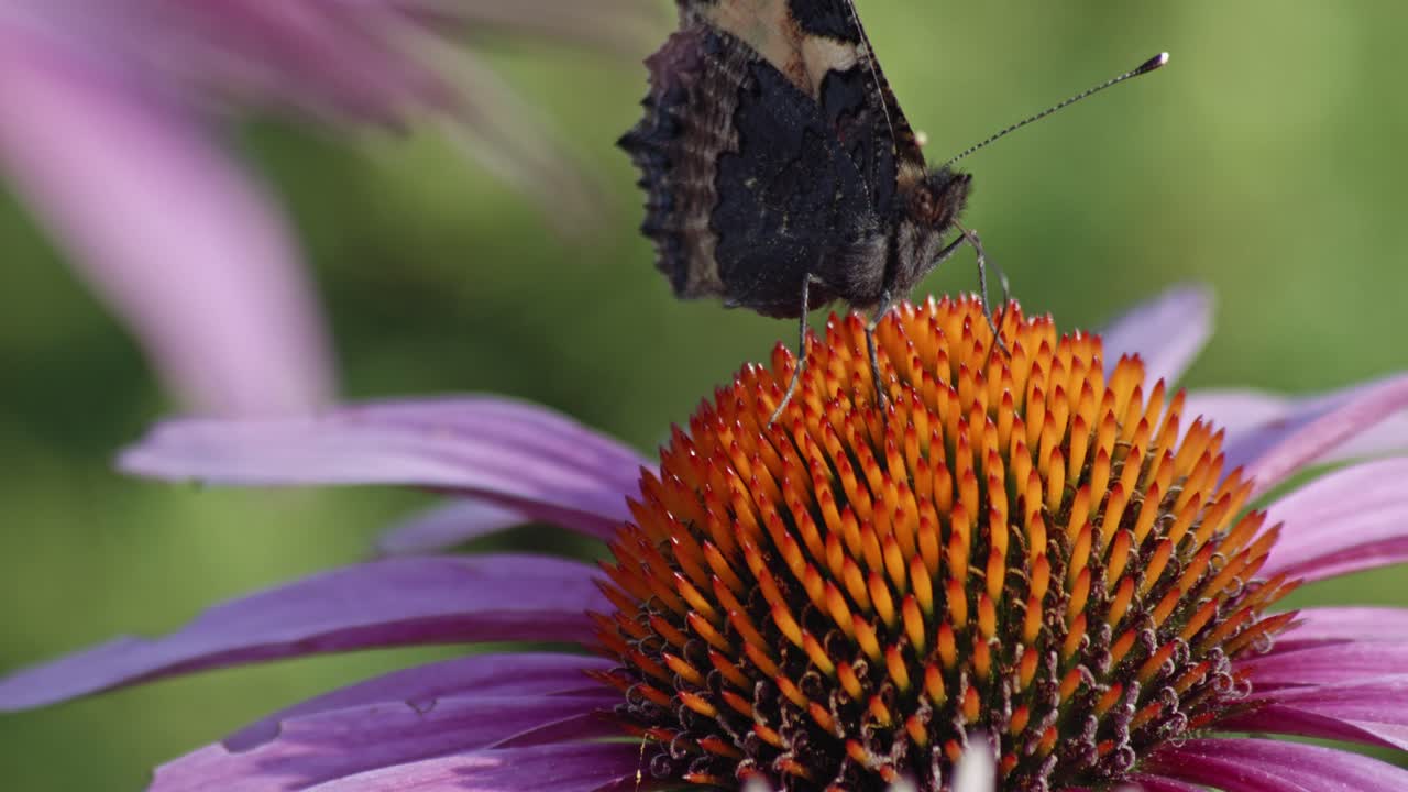 néctar de alimentación de carey pequeño en echinacea purpurea