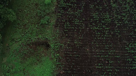 vista aérea de la tierra agrícola en arusha