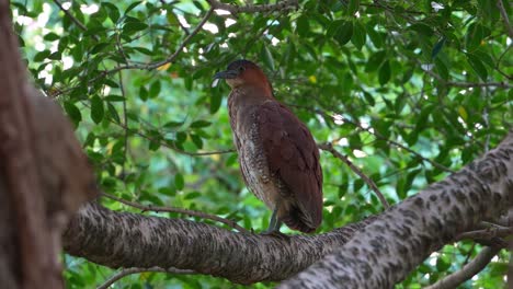 Wild-Malayan-night-heron-perching-on-the-tree-branch,-preening-and-grooming-its-feathers,-close-up-shot