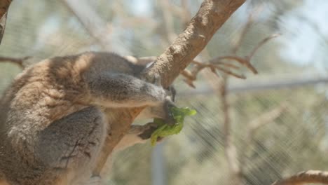 Nahaufnahme-Eines-Kattas-In-Einem-Baum,-Der-In-Zeitlupe-Ein-Stück-Salat-Isst