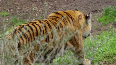 tiger walking in the jungle clearing slomo