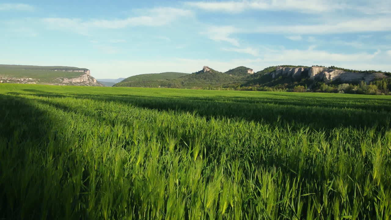 Campo di grano verde con montagne sullo sfondo.