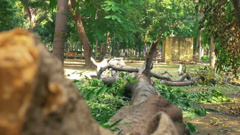 Großer-Umgestürzter-Baum-In-Einem-Park-In-Der-Nähe-Von-Delhi,-Indien---Handheld,-Zeitlupe