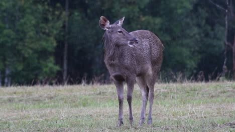 The-Sambar-Deer-is-a-Vulnerable-species-due-to-habitat-loss-and-hunting