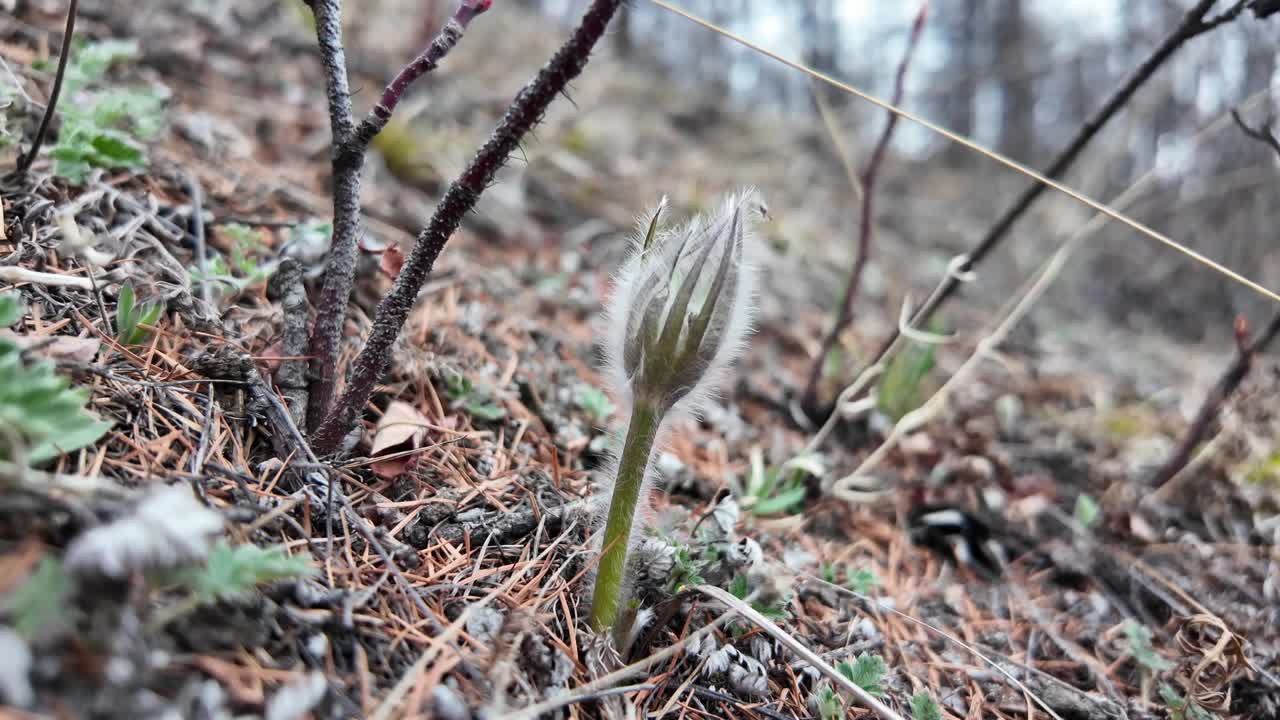 el video muestra las gafas de nieve de yakutia en flor bajo la lluvia, entre la hierba seca y el suelo.
