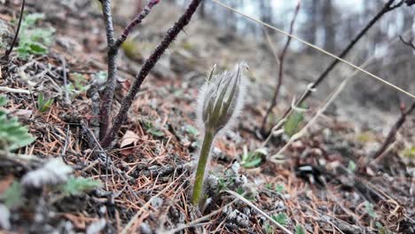 El-Vídeo-Muestra-Campanillas-De-Invierno-De-Yakutia-En-Flor-Bajo-La-Lluvia,-Entre-Hierba-Seca-Y-Tierra.