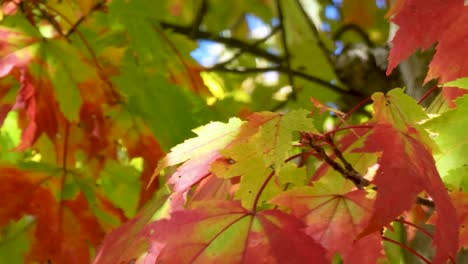 Primer-Plano-De-Coloridas-Hojas-De-Otoño-Ondeando-En-El-Viento