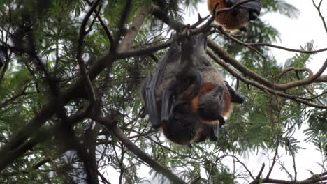 two fruit bats mating hanging upside down from tree branch, day time maffra, victoria, australia