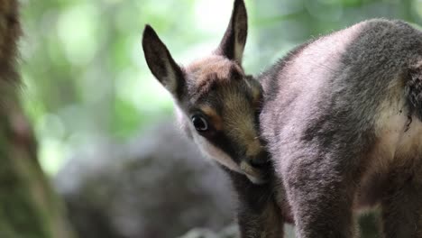 Close-up-shot-of-young-baby-Capra-Ibex-in-wilderness-during-sunny-day---Alpine-ibex,-Steinbock