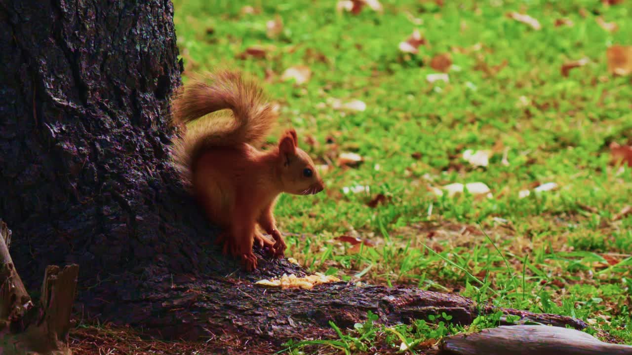 A Playful Squirrel foraging near a Tree, Captured in Two Moments of Nature's Beauty and Wildlife Activity