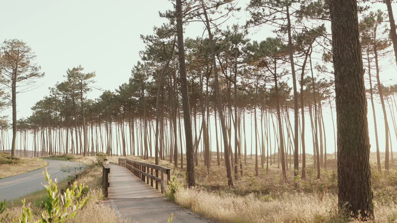 boardwalk curves through tall pine forest bathed in soft sunrise light beside quiet road