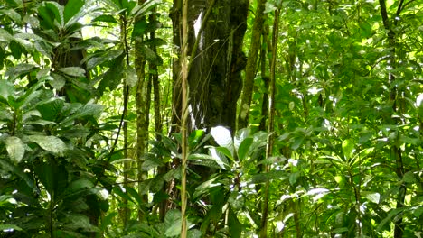 コスタリカの熱帯雨林で木の幹をつつくスジキツツキ