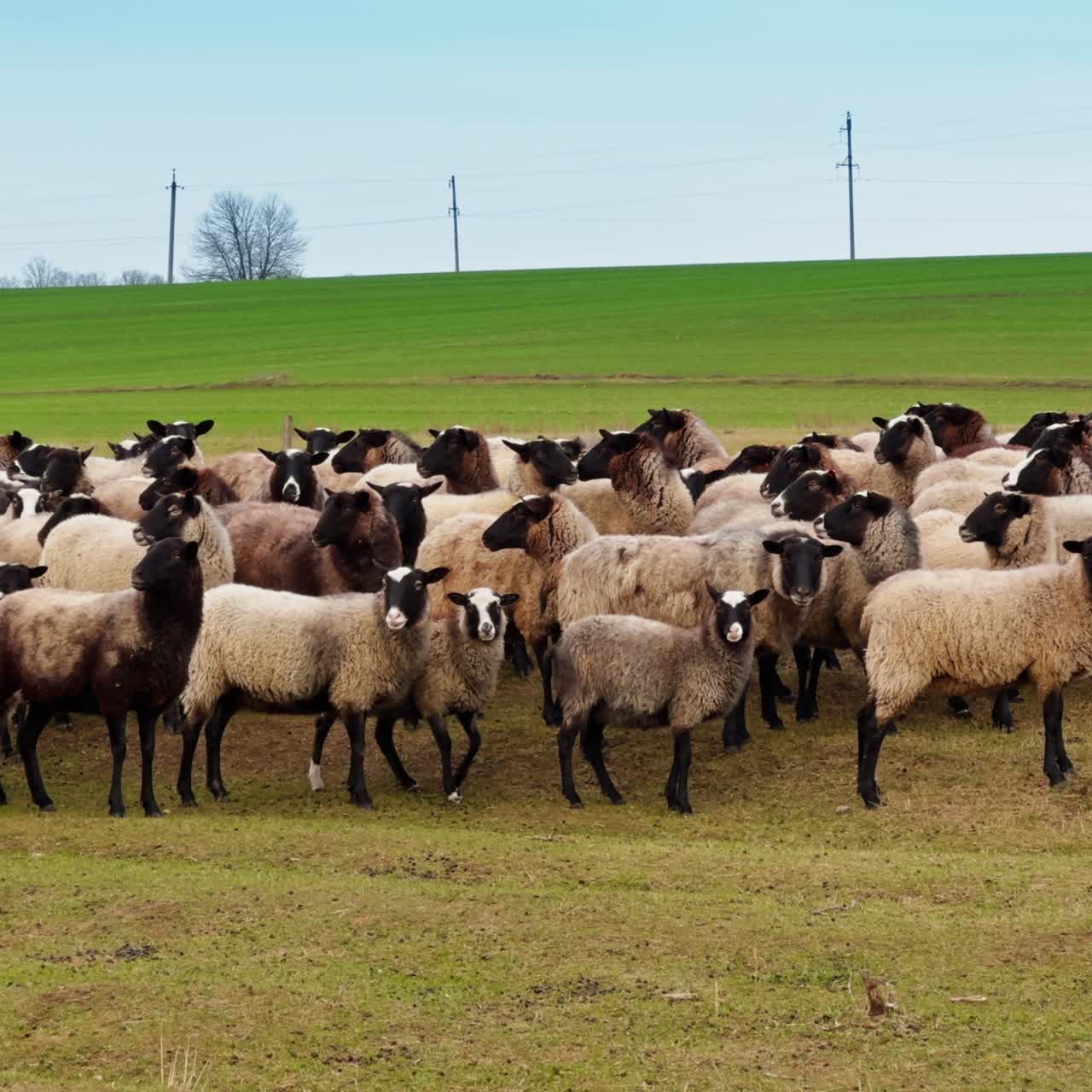 Pecore soffici dal muso nero camminano e guardano la camera. Campo verde e alberi spogli sullo sfondo