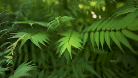 Closeup-Of-Green-Tree-Fern-In-Tropical-Rainforest,-Lush-Plant-Growth